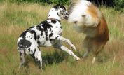Lassie