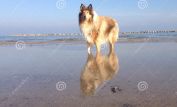 Lassie
