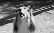 Lassie