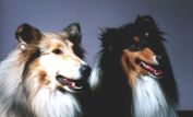 Lassie
