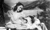 Lassie
