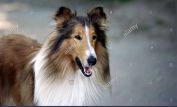 Lassie
