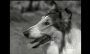 Lassie