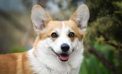 Lassie