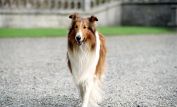 Lassie