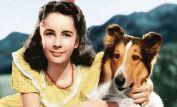 Lassie