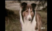 Lassie