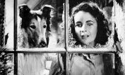 Lassie