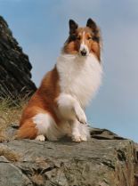 Lassie