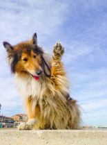 Lassie