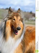 Lassie