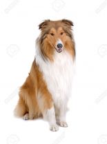 Lassie