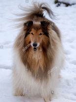 Lassie
