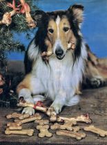 Lassie