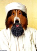 Lassie