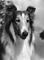 Lassie