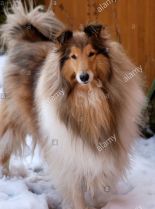Lassie