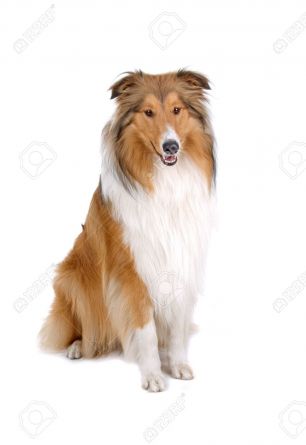 Lassie