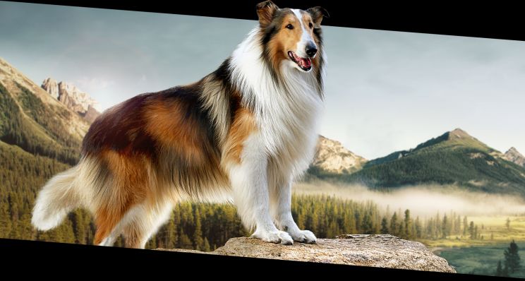 Lassie