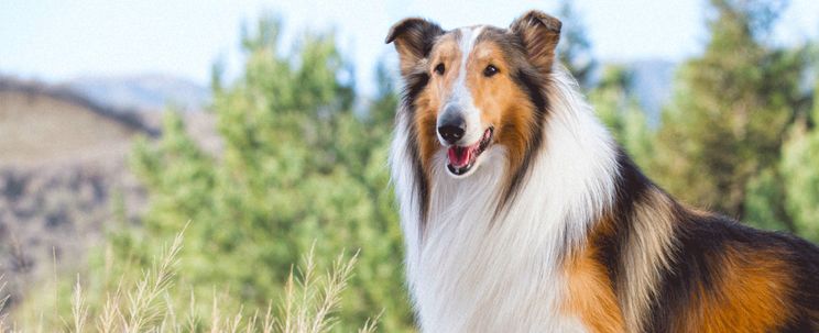 Lassie