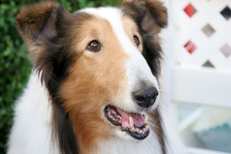 Lassie