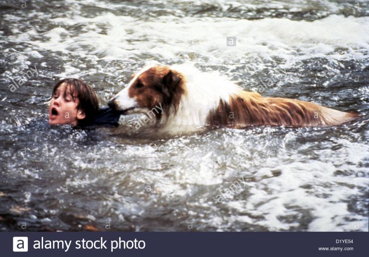Lassie