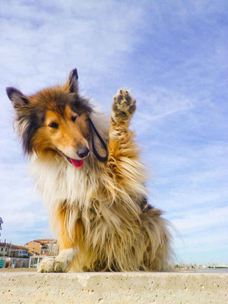 Lassie