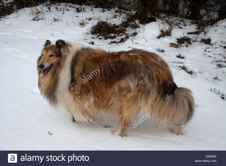 Lassie