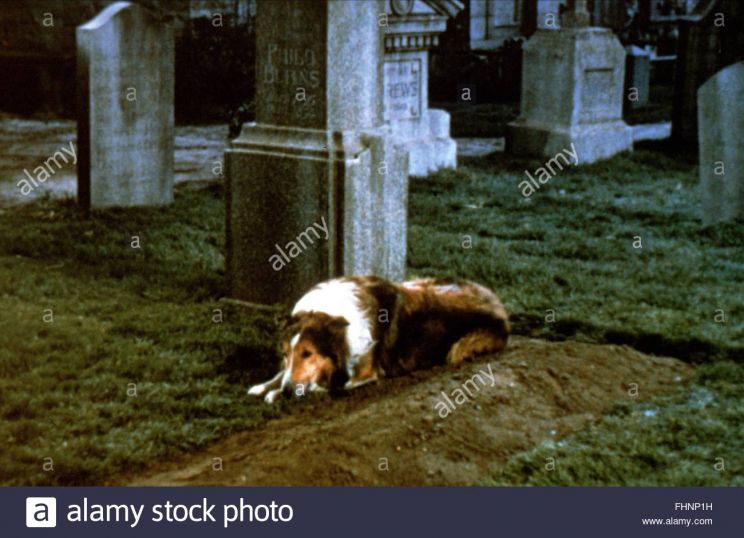 Lassie