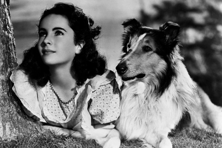Lassie