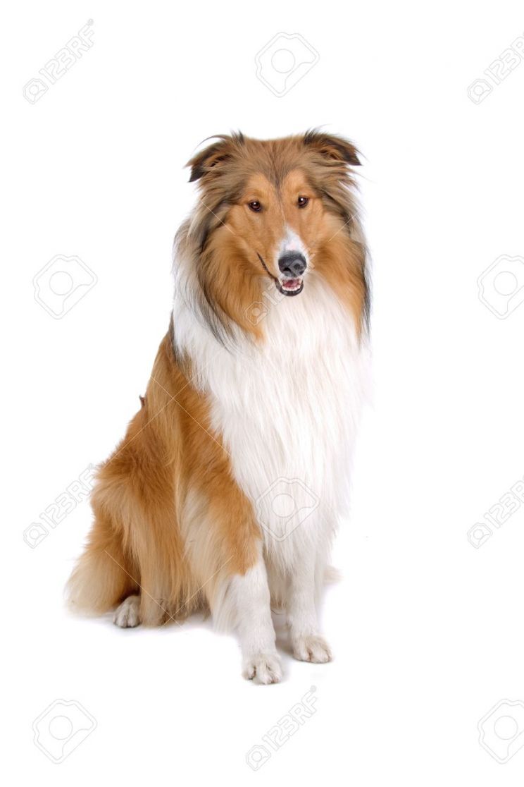 Lassie