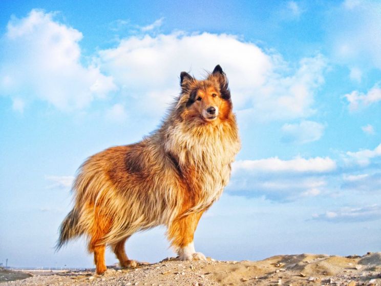 Lassie