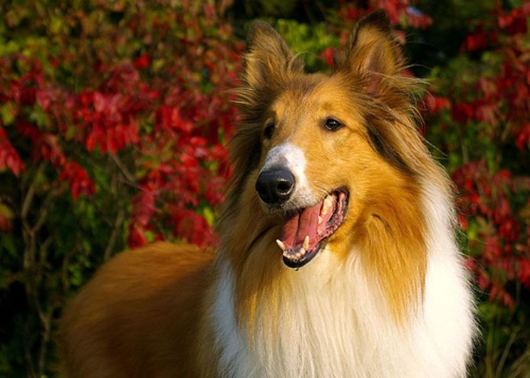 Lassie
