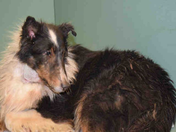 Lassie