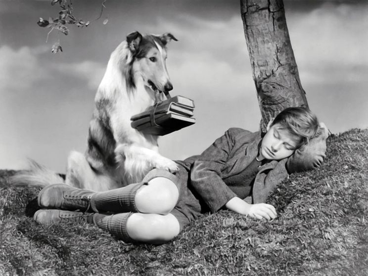 Lassie