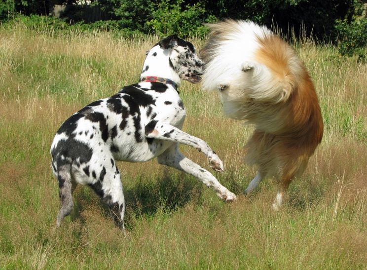 Lassie