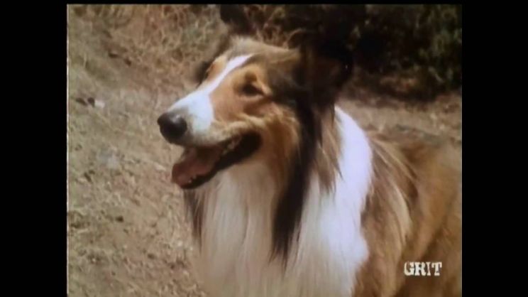 Lassie