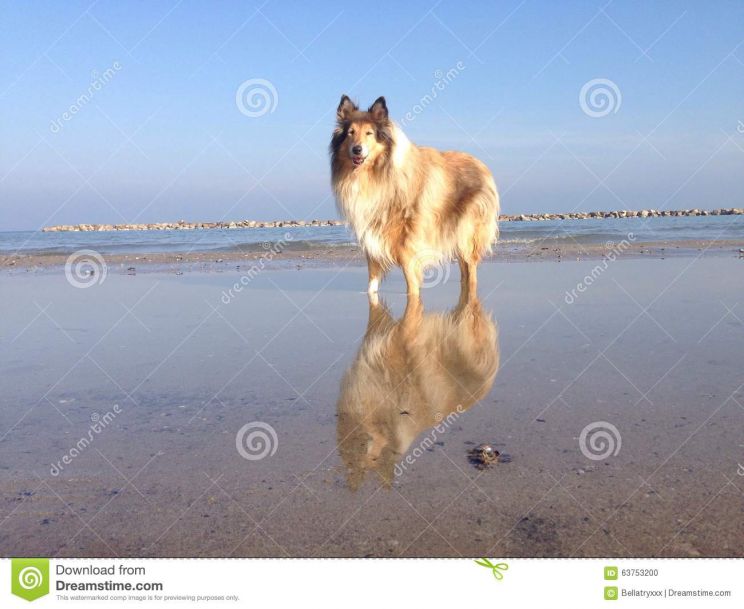 Lassie