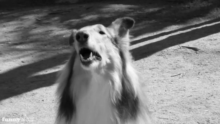 Lassie