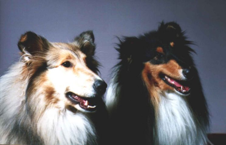 Lassie