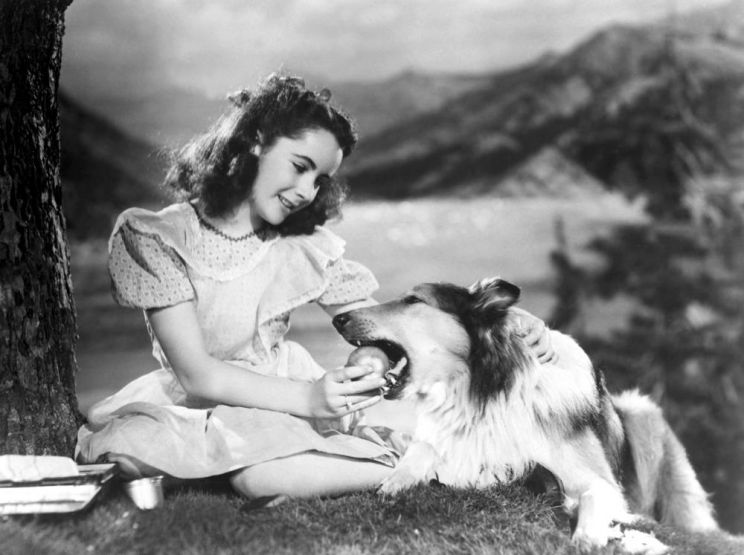 Lassie