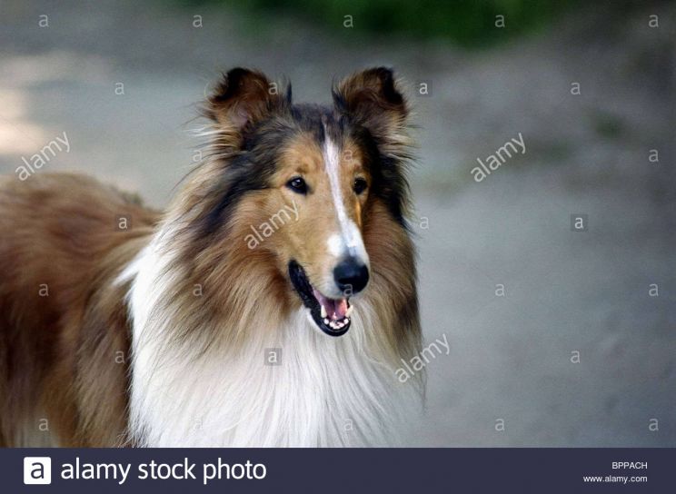 Lassie