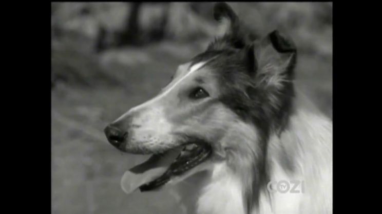 Lassie