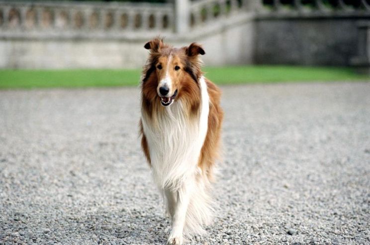 Lassie