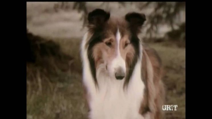 Lassie