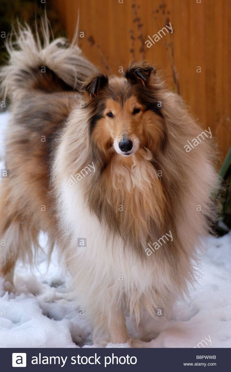 Lassie