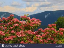 Laurel Near