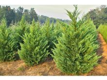 Laurel Near