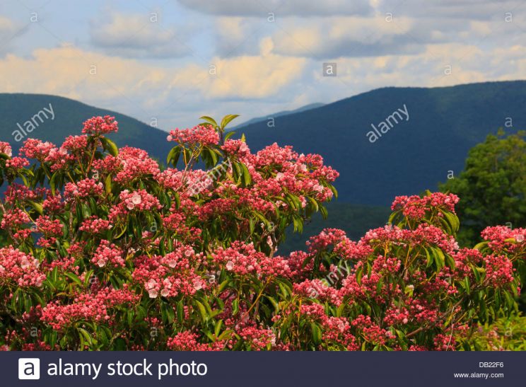 Laurel Near