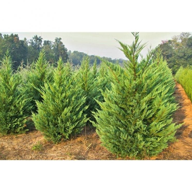 Laurel Near